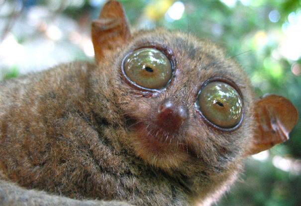 10+ Weird Animals That Are Real