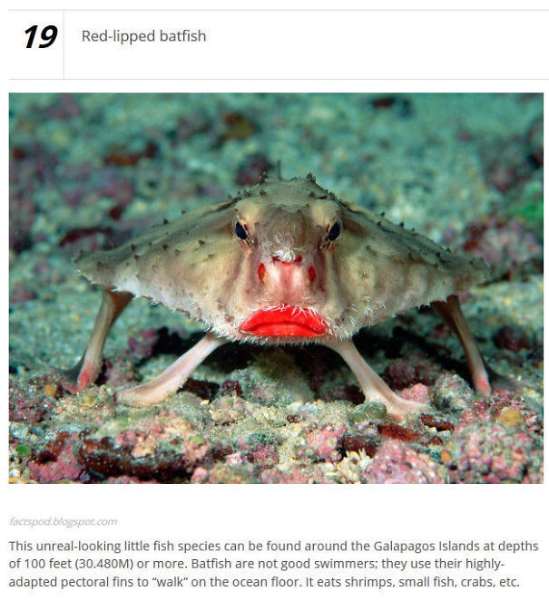 10+ Weird Animals That Are Real