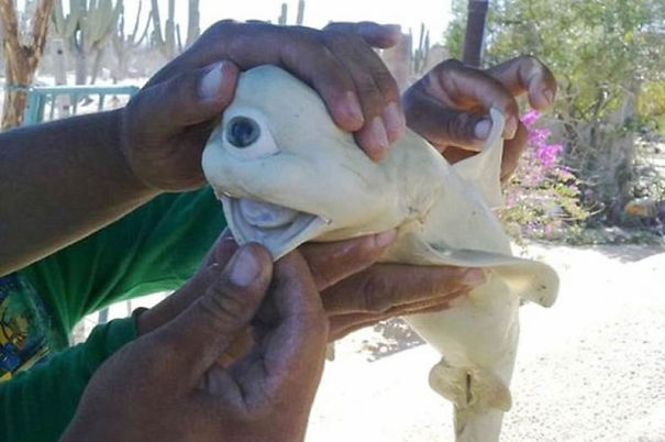 10+ Weird Animals That Are Real