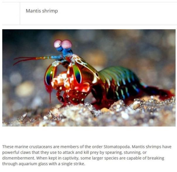 10+ Weird Animals That Are Real