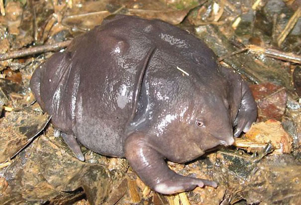 10+ Weird Animals That Are Real