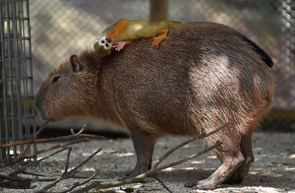 Capybara with a playful monkey on its back, showcasing an unlikely friendship.