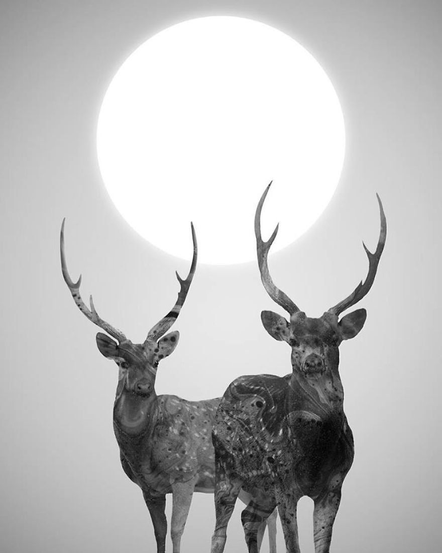 My Monochrome Illustrations Of Animals And Women