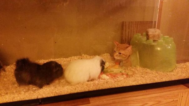 Relaxing In The Pig House.