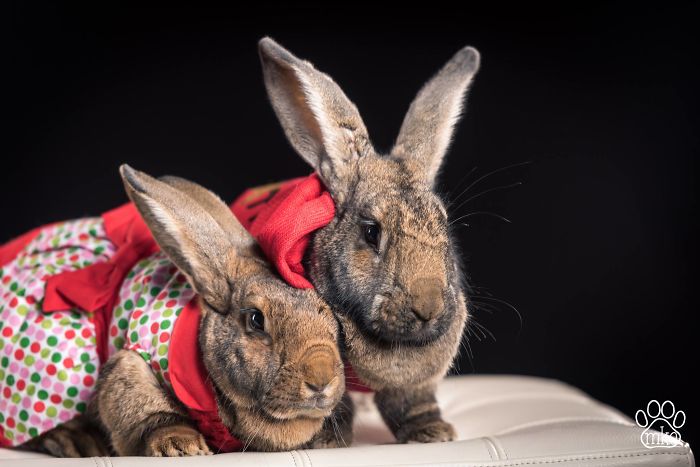 After The Death Of My Mother, I Discovered The Power Of Rabbit Therapy After The Death Of My Mother, I Discovered The Power Of Rabbit Therapy