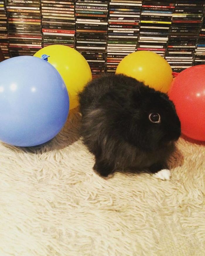 Birthday Bunny