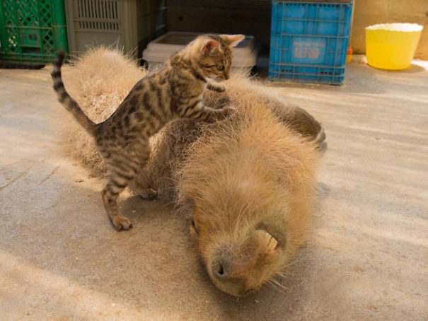 A small kitten playfully interacts with a resting capybara, showcasing a friendly bond.