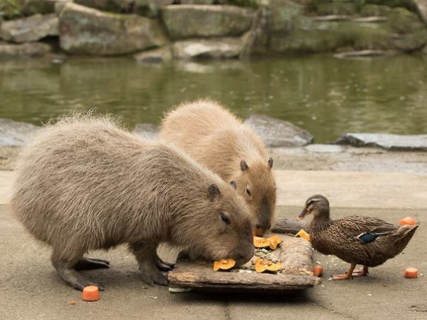 Capybaras enjoying a meal with a duck by the water, showcasing their friendly nature.
