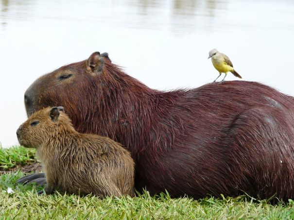 Friendly capybara sitting with a smaller capybara and a bird on its back by the water.