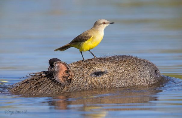 Friendly capybara swimming with a small bird perched on its head in a serene water setting.