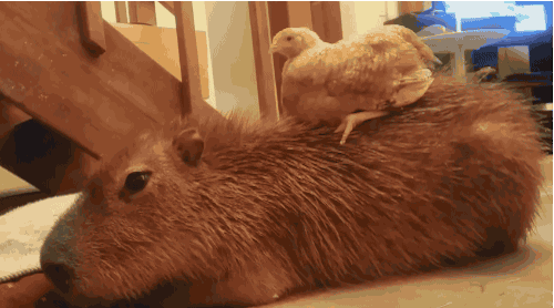 Capybara lying down indoors with a baby chick perched on its back, showcasing a friendly and unlikely animal friendship.
