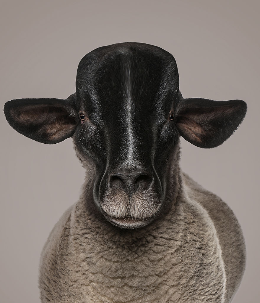 I Made Realistic Animal Caricatures