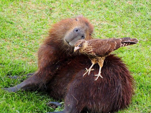 Capybara lying on grass with a bird on its back, showcasing friendly animal behavior.