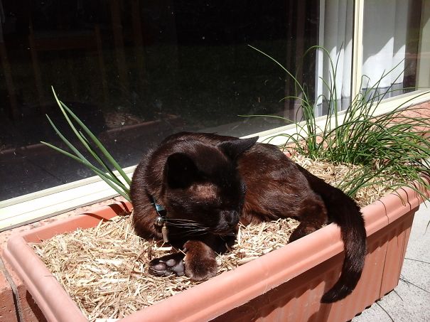 Flower Pot Cat - Oscar The 20 Year Old Burmese Worships The Sun.