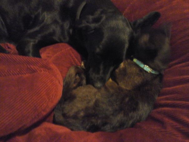 Snuffles And Snuggles, Oscar The Burmese And Best Buddy Lucy.