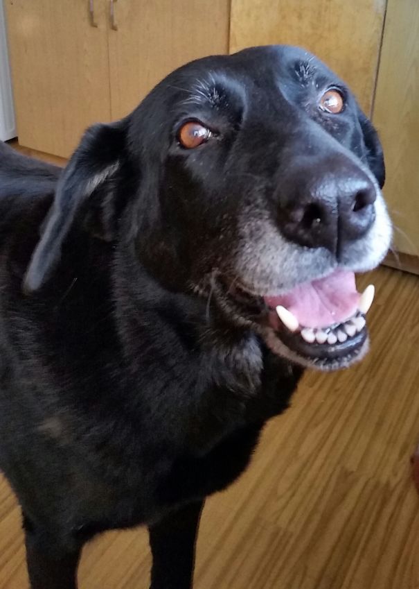 Wanna Go For A Walk? Saba