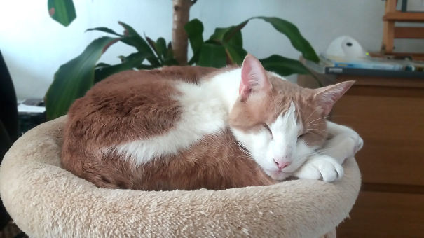 Pickles, The Lack-of-eyes!