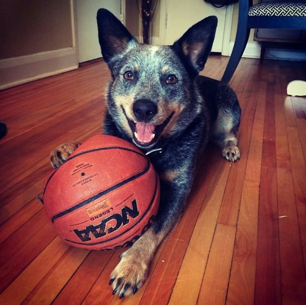 My Blue Heeler Felix