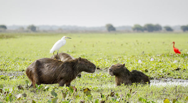 Capybaras with a bird on one in a grassy wetland, demonstrating friendly wildlife interactions.