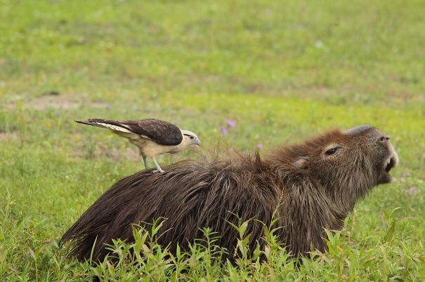 Friendly capybara with a bird on its back in a grassy field, showcasing unlikely animal friendships.