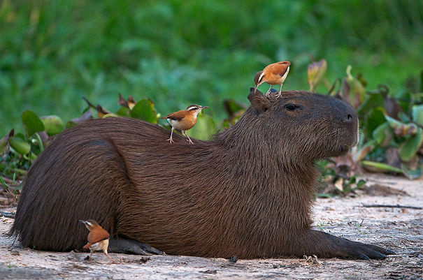 Capybara relaxing with birds perched on its back, showcasing friendly behavior in nature.