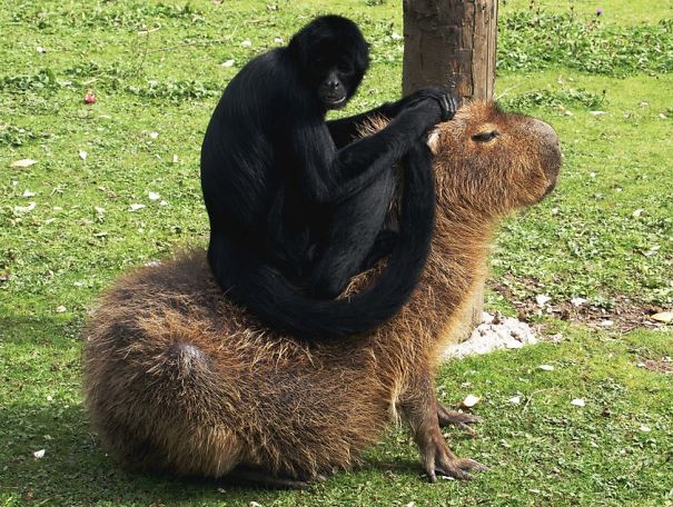 Capybara with monkey on its back, illustrating unlikely friendship in a grassy area.