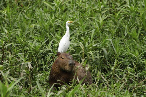 Capybara in grass with a bird perched on its back, showcasing friendly wildlife interaction.