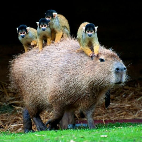Capybara with monkeys on its back, showcasing unlikely friendships in a grassy environment.