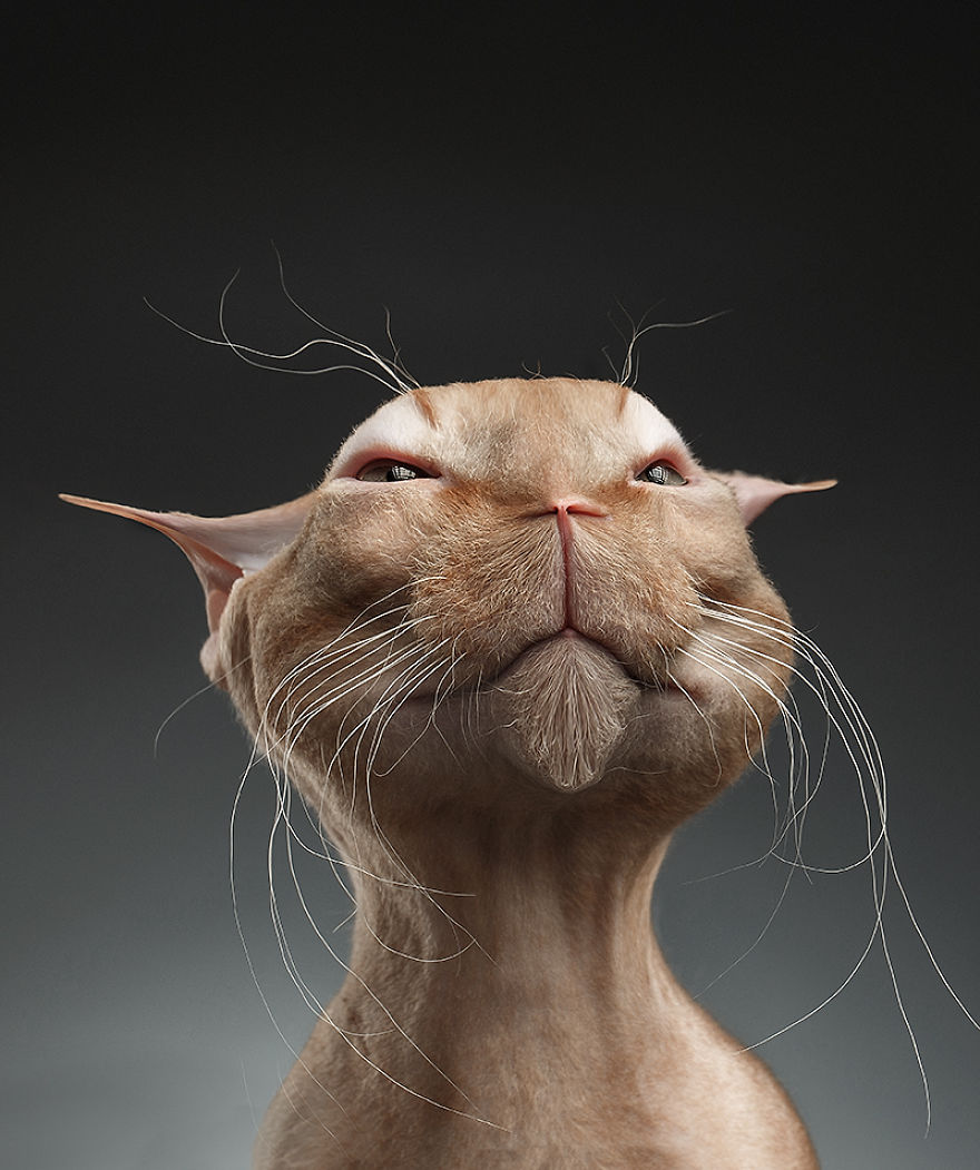 I Made Realistic Animal Caricatures