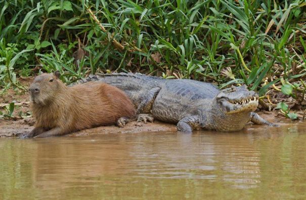 Capybara relaxing beside a crocodile by the water, showcasing their unlikely friendship.