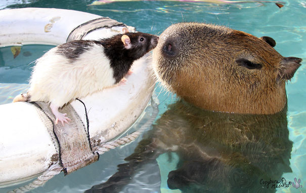 Capybara in water gently touching noses with a rat on a swim ring, showcasing friendliness.