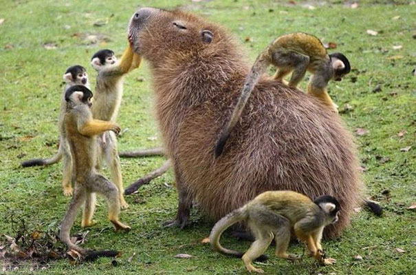 Capybara lounging with playful monkeys, showcasing friendly interactions in nature.