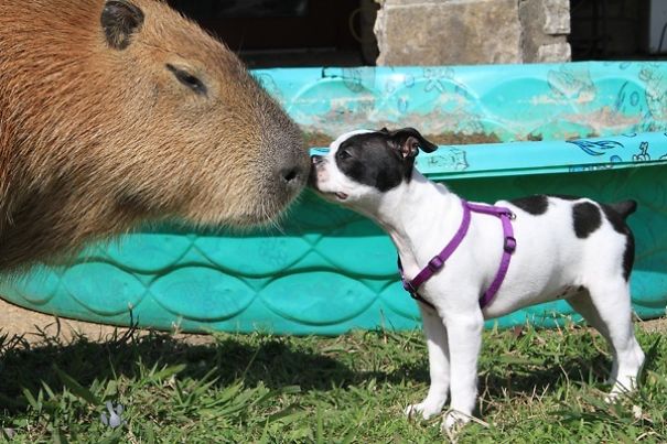 Capybara and puppy touching noses near a kiddie pool, showcasing a friendly interaction.