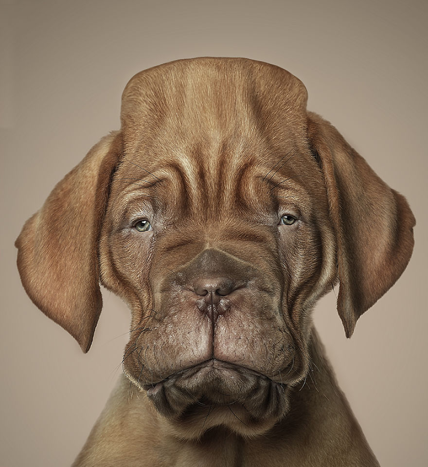 I Made Realistic Animal Caricatures