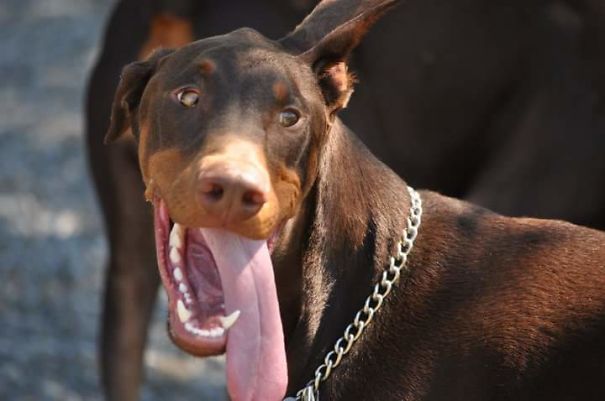 Smiling Doberman