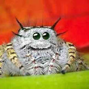 viktorl_takcs avatar