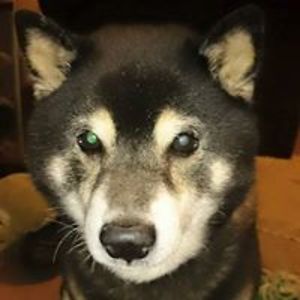 tadashi_hirano avatar