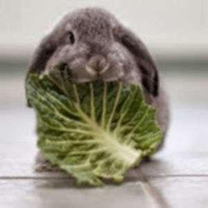 mariyastoyanova avatar