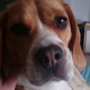 laurence_moes avatar