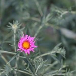 clairechatelin avatar