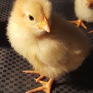 thepeepingegg avatar