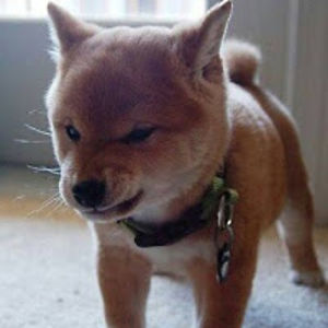 laurentiahartomo avatar