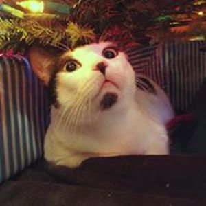 laviedetardis avatar