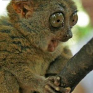 mykingisamazing avatar