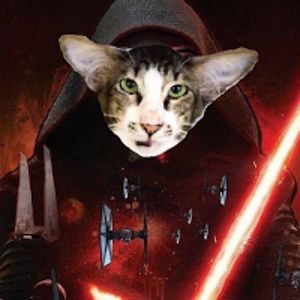 bearinthewoods avatar