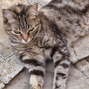 ninastefanova_1 avatar