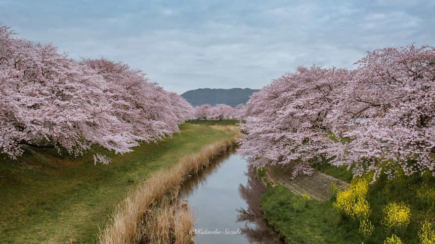 I Took Pictures Of The Amazing Sakura Bloom In Japan