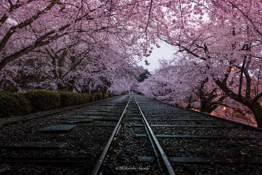 I Took Pictures Of The Amazing Sakura Bloom In Japan