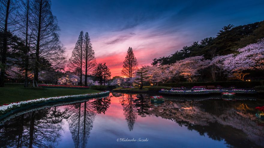 I Took Pictures Of The Amazing Sakura Bloom In Japan
