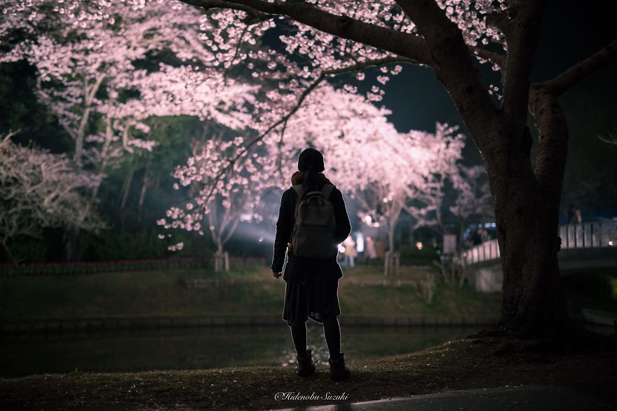 I Took Pictures Of The Amazing Sakura Bloom In Japan